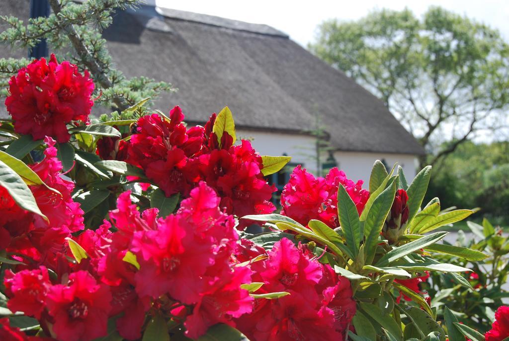 Old Killarney Cottages Eksteriør billede